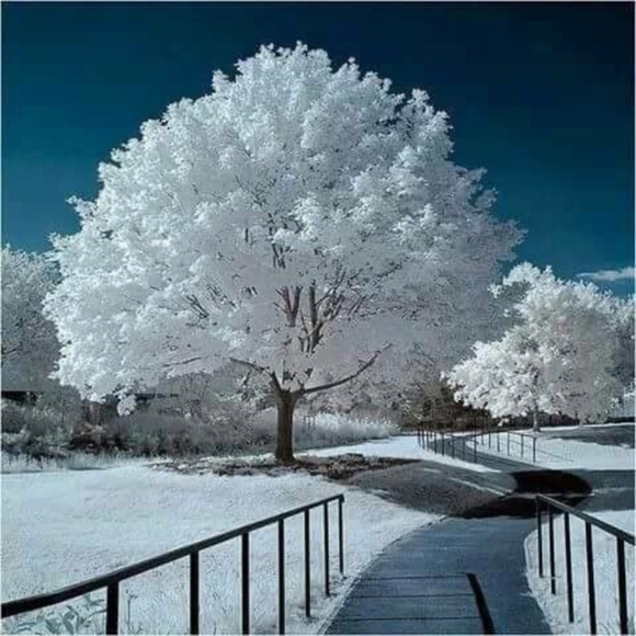 20% OFF HOLIDAY BUNDLE SALE! PLEASE SHARE PFFS! - Picture 5 of 8